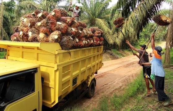 Ilustrasi TBS kelapa sawit swadaya di Riau ikut terkoreksi (foto/int)